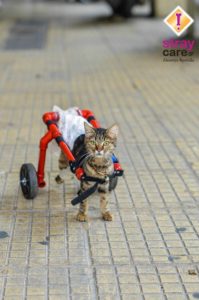 hope StrayCare.gr Αδέσποτη Φροντίδα