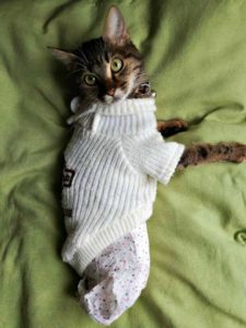 hope StrayCare.gr Αδέσποτη Φροντίδα