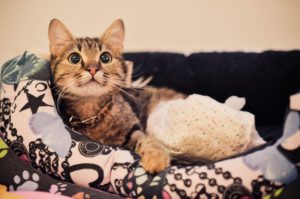 hope StrayCare.gr Αδέσποτη Φροντίδα