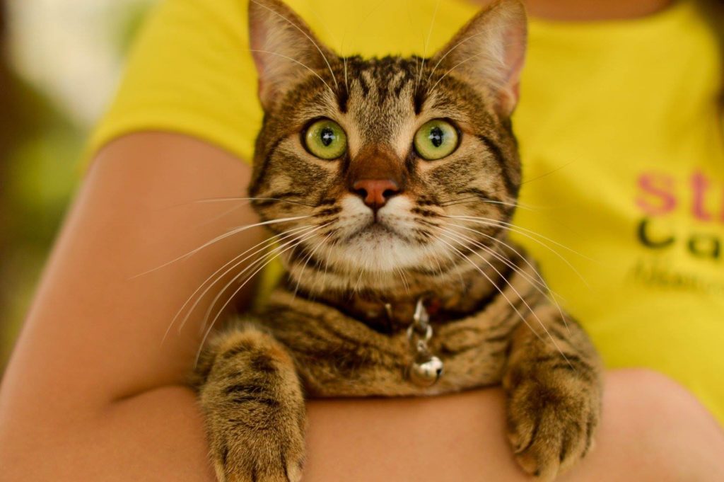 hope StrayCare.gr Αδέσποτη Φροντίδα