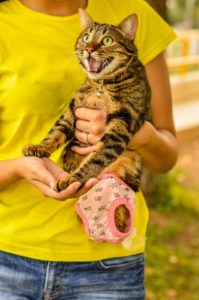 hope StrayCare.gr Αδέσποτη Φροντίδα