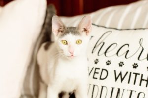 ανχελ StrayCare.gr Αδέσποτη Φροντίδα