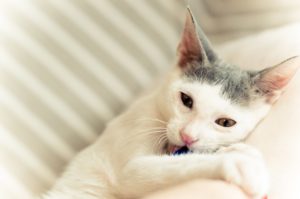 ανχελ StrayCare.gr Αδέσποτη Φροντίδα