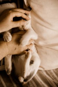 ανχελ StrayCare.gr Αδέσποτη Φροντίδα