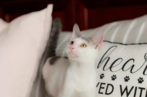 ανχελ StrayCare.gr Αδέσποτη Φροντίδα