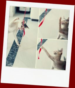 ανχελ StrayCare.gr Αδέσποτη Φροντίδα