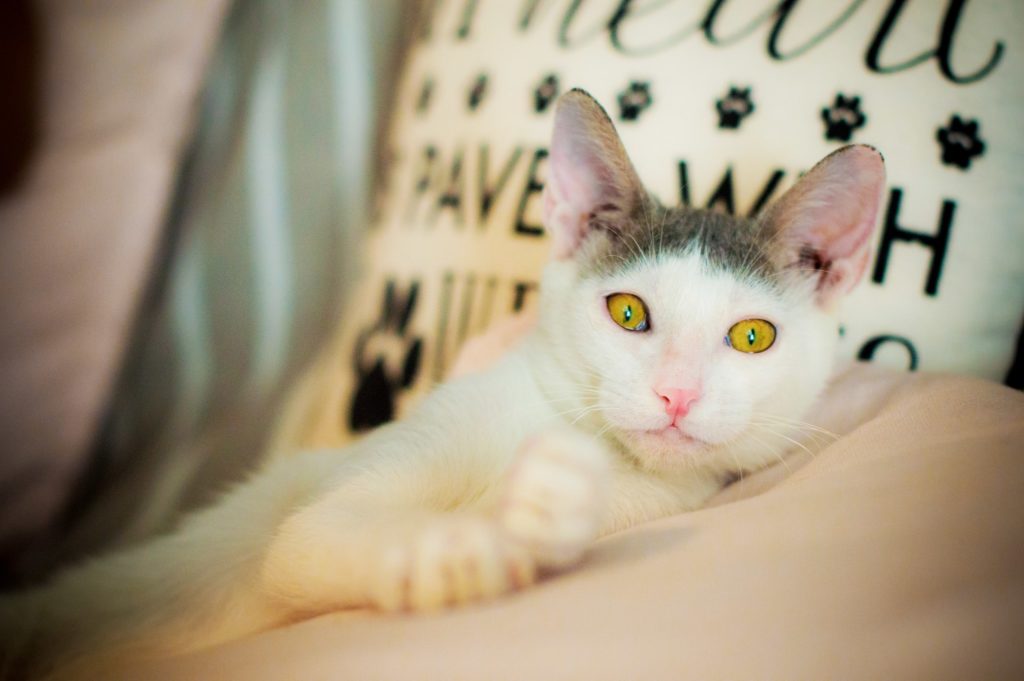 ανχελ StrayCare.gr Αδέσποτη Φροντίδα