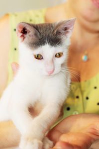 ανχελ StrayCare.gr Αδέσποτη Φροντίδα