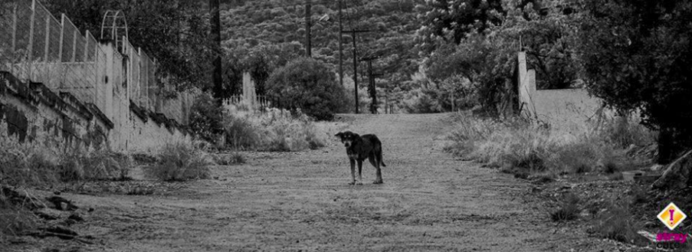 zoi-vgalmeni-apo-tainia ζωη βγαλμενη απο ταινια StrayCare.gr Αδέσποτη Φροντίδα