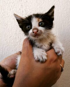 lily StrayCare.gr Αδέσποτη Φροντίδα