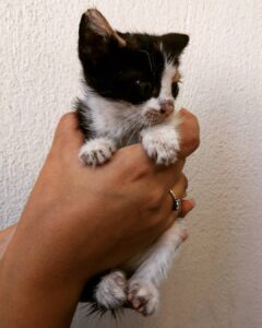 lily StrayCare.gr Αδέσποτη Φροντίδα