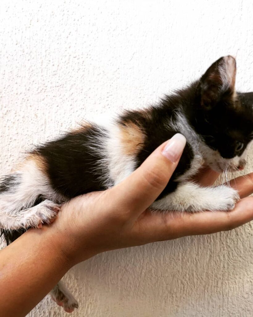 lily StrayCare.gr Αδέσποτη Φροντίδα