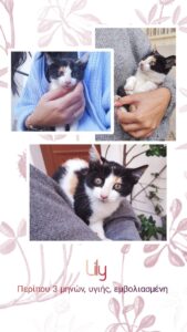 lily StrayCare.gr Αδέσποτη Φροντίδα