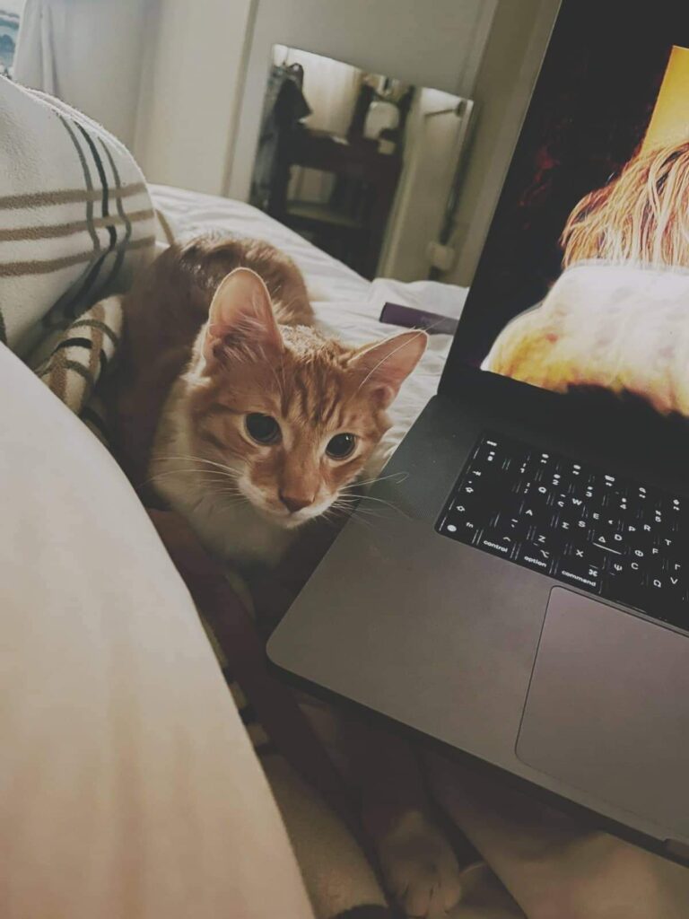 melenios StrayCare.gr Αδέσποτη Φροντίδα