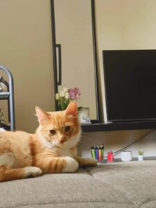 melenios StrayCare.gr Αδέσποτη Φροντίδα